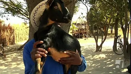 Where's My Goat? (2010)