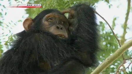 NHK Wildlife - Life in Kalinzu Forest Ugandas Chimpanzees (2010)