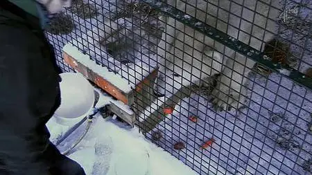 Channel 4 - Britain's Polar Bear Cub (2018)