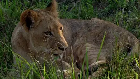 Wildlife South Africa: Big Five / Тайны планеты Земля. Дикая Южная Африка: Большая Пятёрка (2012)