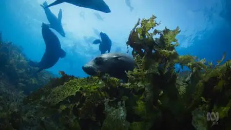 ABC - Australia's Ocean Odyssey: A Journey Down The East Australian Current: The Temperate Zone (2020)