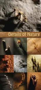 Details of Nature