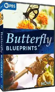 PBS - NOVA: Butterfly Blueprints (2022)