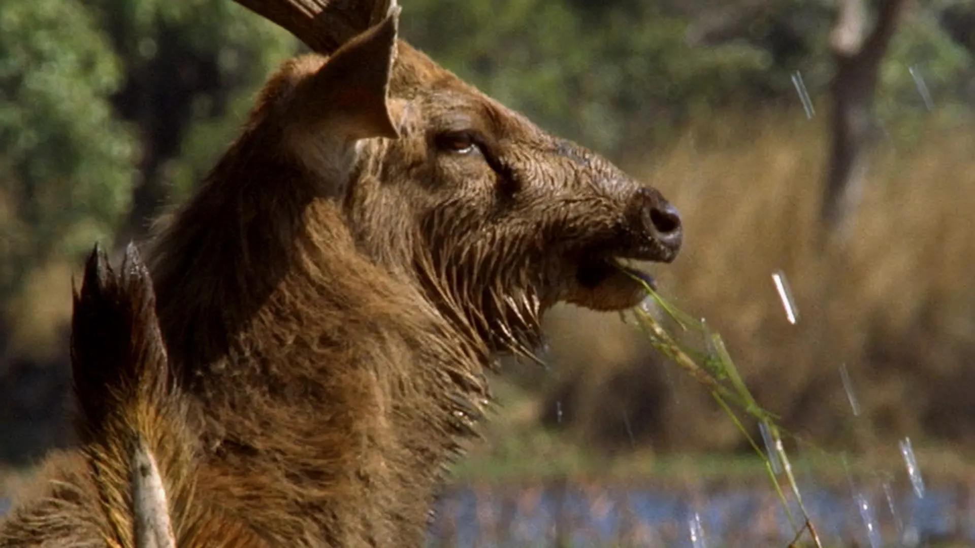 BBC - My Tiger Family (2024)