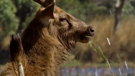 BBC - My Tiger Family (2024)