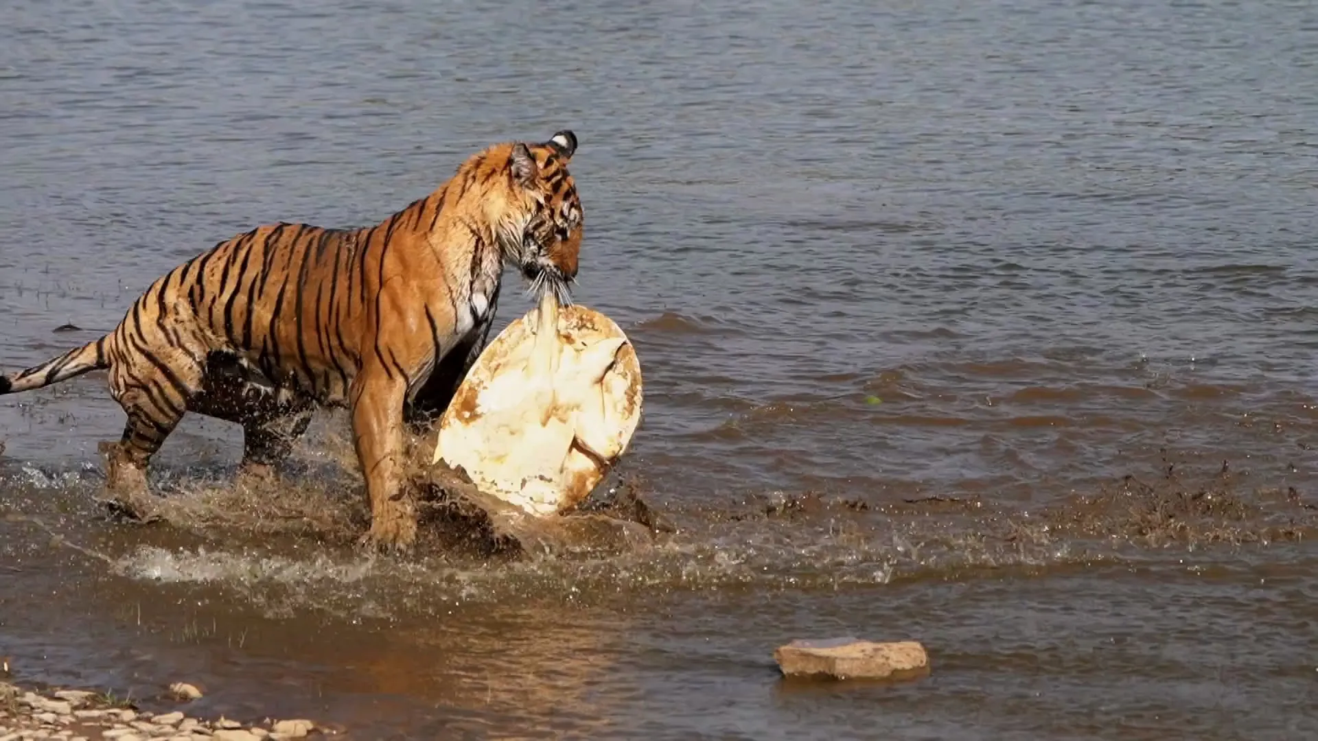 BBC - My Tiger Family (2024)