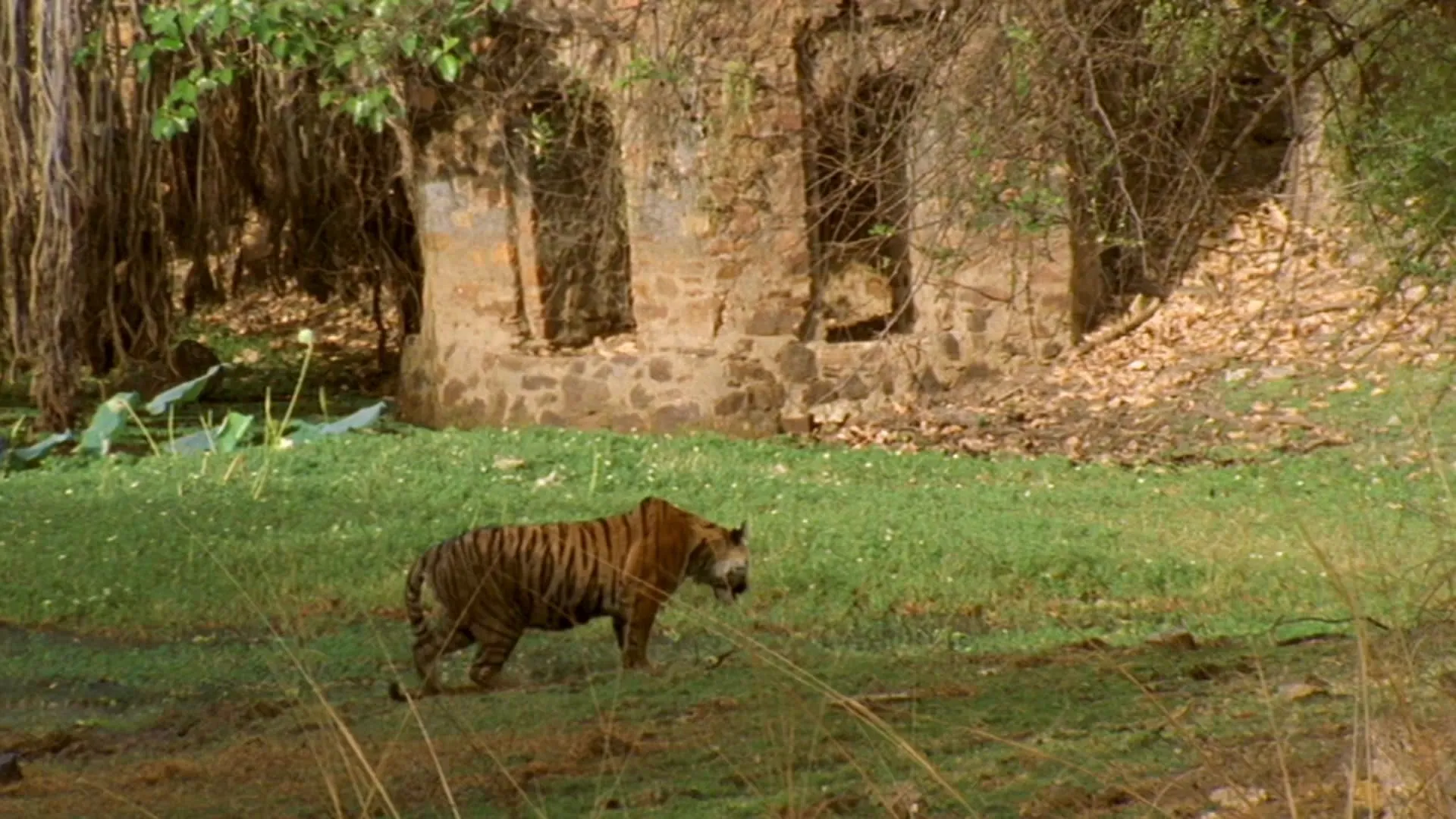 BBC - My Tiger Family (2024)