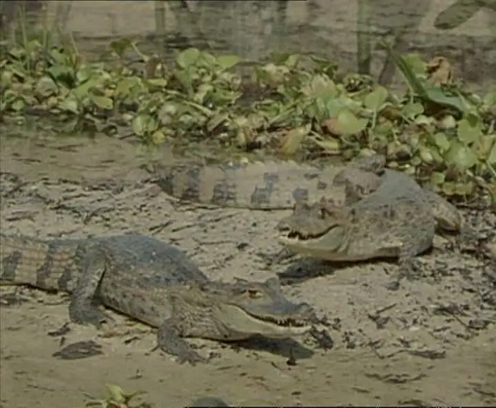 Прирожденные охотники. Диск 3