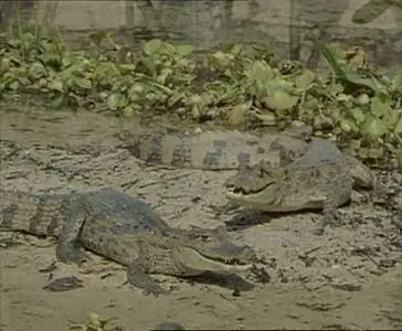 Прирожденные охотники. Диск 3