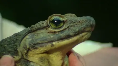 BBC - Natural World: Attenborough's Fabulous Frogs (2014)