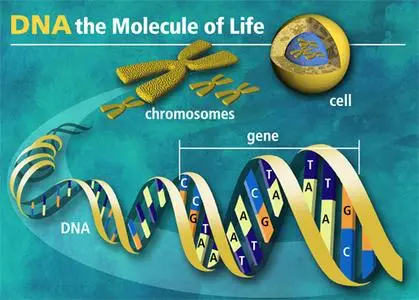 Medical Molecular Biology & Genetics