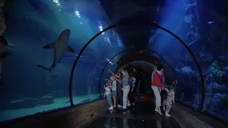 Discovery: Sharks Under Glass