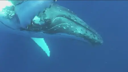 Dolphins and Whales : Tribes of the Ocean 3D (2010)