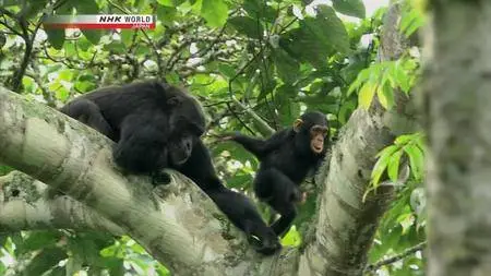 NHK Wildlife - Life in Kalinzu Forest Ugandas Chimpanzees (2010)