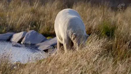 Channel 4 - Britain's Polar Bear Cub (2018)