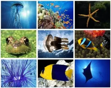 25 Beautiful Deep Blue Sea Animals Wallpapers [Set 2]