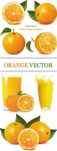 Orange & Juice Vector 