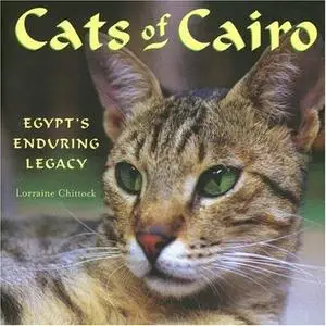 Cats of Cairo: Egypt's Enduring Legacy
