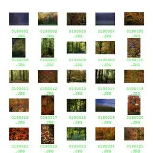 PhotoSpin Vol 019 - Fall Foliage