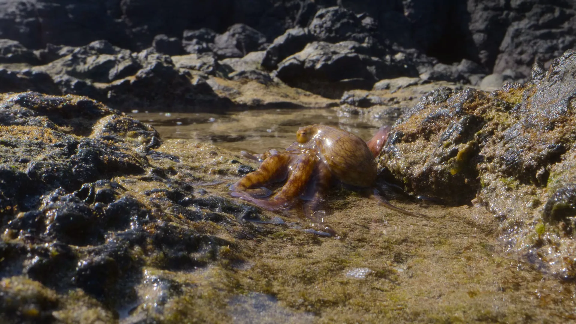 Octopus! S01E02