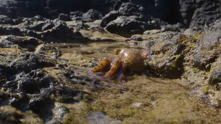 Octopus! S01E02