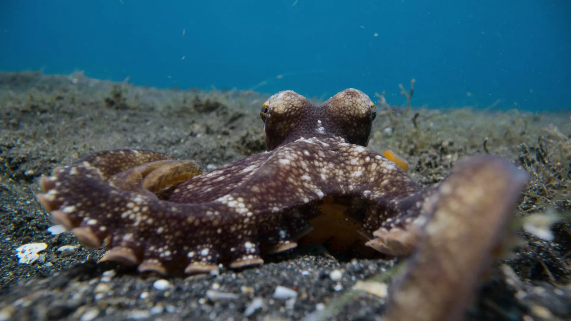 Octopus! S01E02