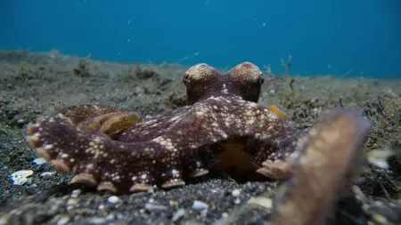 Octopus! S01E02