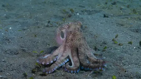 Octopus! S01E02