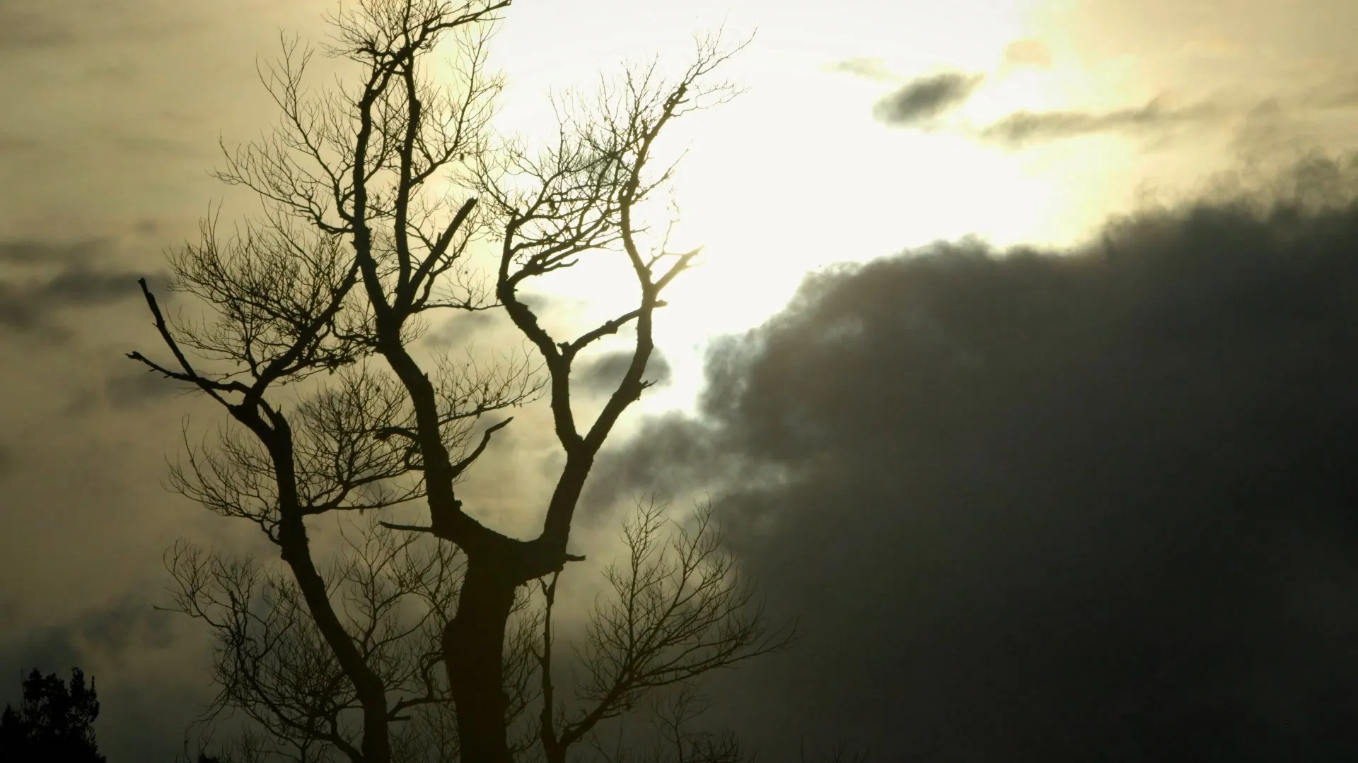 The Women of Pike River (2015)