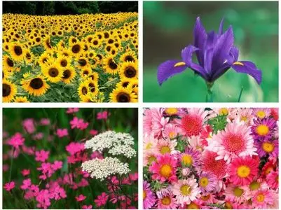 Flowers Wallpaper