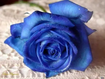 Roses Wallpapers
