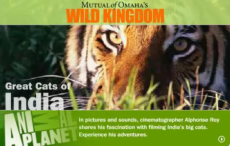 Animal Planet: Great Cats of India (2002)