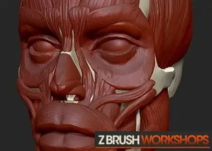 ZBrushWorkshops: Anatomy of the Face for Artists