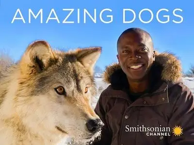 Smithsonian Ch. - Amazing Dogs: Series 1 (2018)