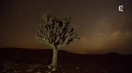 (Fr5) Arabie sauvage (2014)