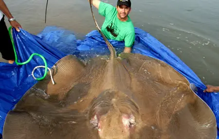 National Geographic - Wild Hooked Monster Fishing Giant Stingray (2010)