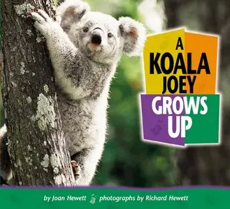 A Koala Joey Grows Up