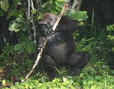 NOVA Ape Genius (2008)