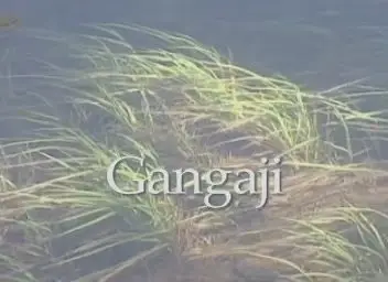 Gangaji Weekend Intensive DVD-set