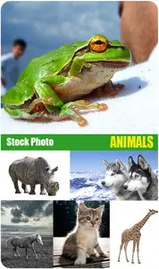 Stock Photo: Animals