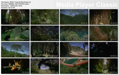 IMAX - Tropical Rainforest (2008)