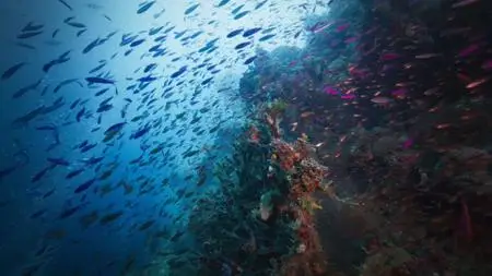 ABC - Australia's Ocean Odyssey: A Journey Down The East Australian Current: The Temperate Zone (2020)