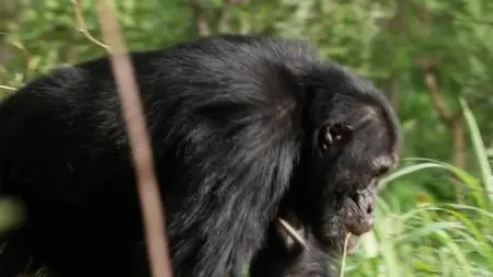 BBC - Dynasties Series 1: Chimpanzee (2018)