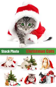 Stock Photo - Christmas Cats