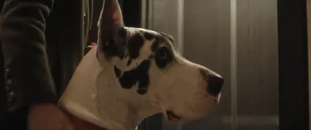 The Friend (2024)