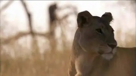 Des hommes et des lions (2016)