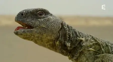 (Fr5) Arabie sauvage (2014)