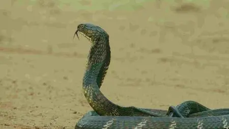 BBC - Thailand - Earth's Tropical Paradise E02: The Central Heartland (2017)