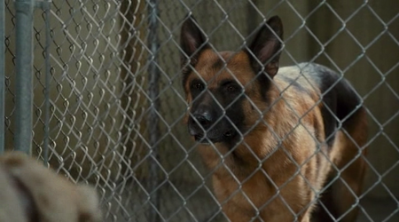 Cats And Dogs: The Revenge Of Kitty Galore (2010)