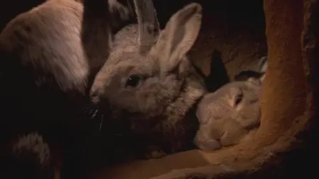 BBC - The Burrowers: Animals Underground (2013)